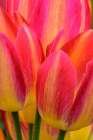 Pennsylvania-Longwood Gardens Tulip close-up Art Print